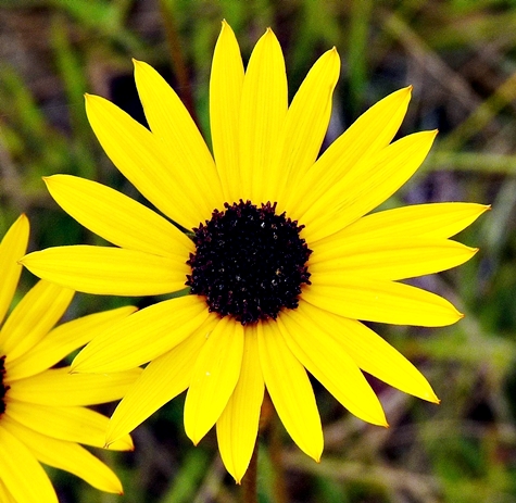 {Helianthus heterophyllus}
